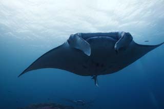 , , , , ,  .,manta    ., manta, ,  , underwater 