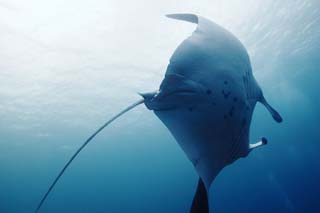 fotografia, materiale, libero il panorama, dipinga, fotografia di scorta,Giramento magnifico, manta, Corallo, Nel mare, fotografia subacquea