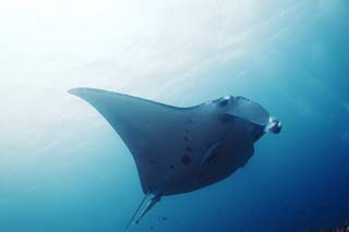 photo, la matire, libre, amnage, dcrivez, photo de la rserve,Un vol magnifique, mante, Corail, Dans la mer, photographie sous-marine