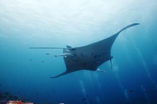 photo, la matire, libre, amnage, dcrivez, photo de la rserve,Un vol magnifique, mante, Corail, Dans la mer, photographie sous-marine