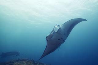 fotografia, materiale, libero il panorama, dipinga, fotografia di scorta,Una manta, manta, Corallo, Nel mare, fotografia subacquea