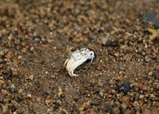 Foto, materieel, vrij, landschap, schilderstuk, bevoorraden foto,Een fiddler krab, Krab, , , Fiddler krab