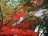 photo,material,free,landscape,picture,stock photo,Creative Commons,Brick conduit, autumn leaves, , , 