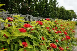 photo, la matire, libre, amnage, dcrivez, photo de la rserve,Il y a le rouge, et c'est fleur et Ishigaki, Ishigaki, Structure, pierre, volcan