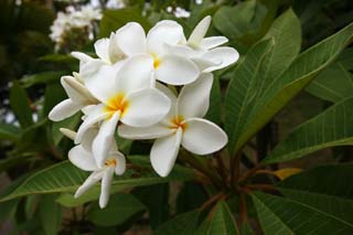 Foto, materieel, vrij, landschap, schilderstuk, bevoorraden foto,Een bloem van een frangipani, Frangipani, De tropische zone, Bloem, Blanke