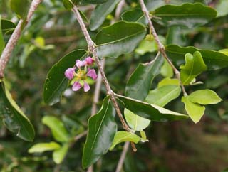 Foto, materiell, befreit, Landschaft, Bild, hat Foto auf Lager,Eine Blume von acerola, Acerola, Rosa, Blume, Frucht