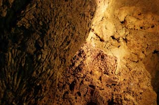 photo,material,free,landscape,picture,stock photo,Creative Commons,A fossil of coral, stalactite cave, Stalactite, Limestone, Coral