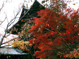 fotografia, materiale, libero il panorama, dipinga, fotografia di scorta,Cancello del tempio di Nanzenji, foglie di autunno, , , 