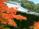 Foto, materiell, befreit, Landschaft, Bild, hat Foto auf Lager,Ahorn und Eikando (Zenrinji-Tempel)), Herbst geht, , , 