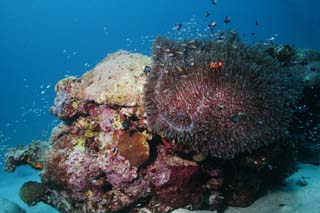 fotografia, materiale, libero il panorama, dipinga, fotografia di scorta,Paradiso di un anemone marittimo, , seanemone, pesce di anemone, Pesce tropicale