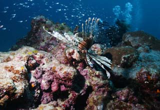 Foto, materieel, vrij, landschap, schilderstuk, bevoorraden foto,Een glaceful dansen, Hanturkey visen, Lionfish, Turkije visen, Tropische vis