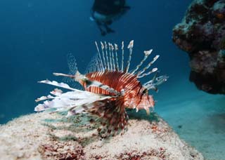 fotografia, materiale, libero il panorama, dipinga, fotografia di scorta,Pesce di tacchino di Hana, Hanturkey pesca, Lionfish, pesce di tacchino, Pesce tropicale