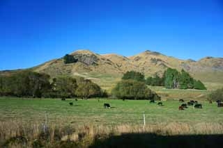 Foto, materieel, vrij, landschap, schilderstuk, bevoorraden foto,Queenstown, , , , 