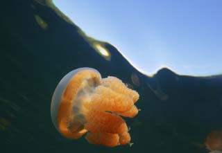 fotografia, materiale, libero il panorama, dipinga, fotografia di scorta, vuoto con una medusa, medusa, , , 