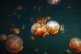 photo,material,free,landscape,picture,stock photo,Creative Commons,A jellyfish crossing, jellyfish, , , 