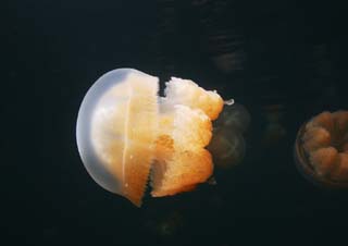 Foto, materieel, vrij, landschap, schilderstuk, bevoorraden foto,Een kiekendief jellyfish, Kwal, , , 