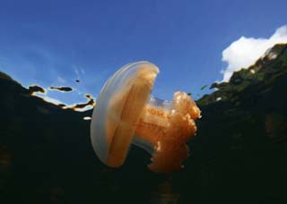 Foto, materieel, vrij, landschap, schilderstuk, bevoorraden foto,Jellyfish zwemmen, Kwal, , , 