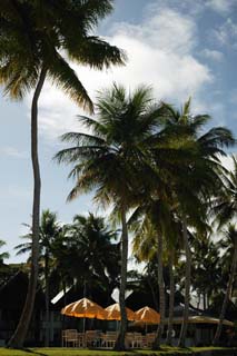 Foto, materieel, vrij, landschap, schilderstuk, bevoorraden foto,Een kokosnoot boom van een vakantieoord, Kokosnoot boom, Palm, Lasi, Parasol