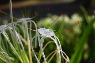 photo,material,free,landscape,picture,stock photo,Creative Commons,A white flower, White, flower, , petal