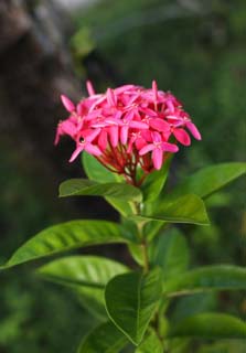 Foto, materiell, befreit, Landschaft, Bild, hat Foto auf Lager,Ein roter Blmchen, Ich bin tief rot, Blume, , Bltenblatt