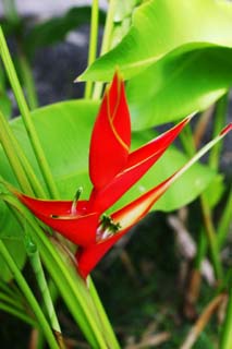 Foto, materiell, befreit, Landschaft, Bild, hat Foto auf Lager,Eine tropische rote Blume, Rot, Blume, Die tropische Zone, sdliches Land