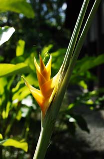 Foto, materiell, befreit, Landschaft, Bild, hat Foto auf Lager,Ein tropisches Gelb blht, Gelb, Blume, Die tropische Zone, sdliches Land