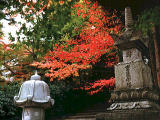 fotografia, material, livra, ajardine, imagine, proveja fotografia,Bordo e Eikando (templo de Zenrinji), folhas de outono, , , 