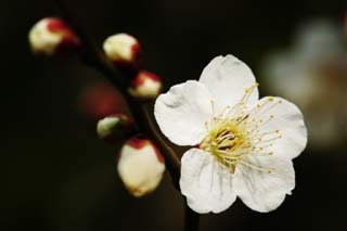 photo, la matire, libre, amnage, dcrivez, photo de la rserve,Une fleur d'une prune, Blanc, prune, , ptale