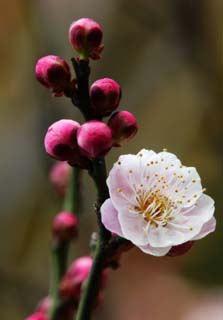 foto,tela,gratis,paisaje,fotografa,idea,Una flor de un albaricoque japons con flores rojas, Albaricoque japons con flores rojas, Ciruela, , Ptalo