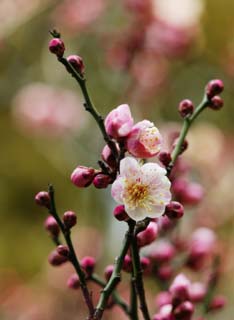 Foto, materiell, befreit, Landschaft, Bild, hat Foto auf Lager,Eine Blume einer japanischen Aprikose mit roten Blten, Japanische Aprikose mit roten Blten, Pflaume, , Bltenblatt