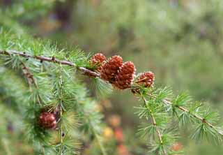 Foto, materiell, befreit, Landschaft, Bild, hat Foto auf Lager,Conifer real, , , , 