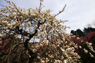 Foto, materieel, vrij, landschap, schilderstuk, bevoorraden foto,Een bloem van de pruim, Blanke, Pruim, , Kroonblad