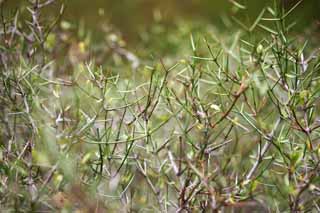 photo,material,free,landscape,picture,stock photo,Creative Commons,Spines of branches, , , , 