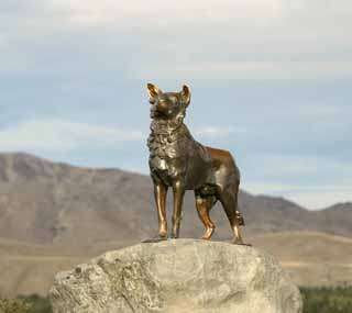 Foto, materiell, befreit, Landschaft, Bild, hat Foto auf Lager,Schaf Hund, , , , 