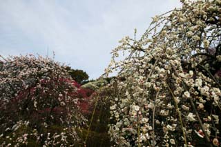 fotografia, materiale, libero il panorama, dipinga, fotografia di scorta,Una susina nella piena gloria, giardino di susina, susina, , petalo