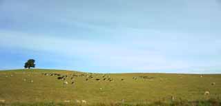 fotografia, materiale, libero il panorama, dipinga, fotografia di scorta,Ranch, , , , 