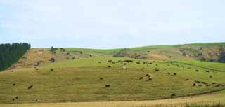 Foto, materieel, vrij, landschap, schilderstuk, bevoorraden foto,Ranch, , , , 