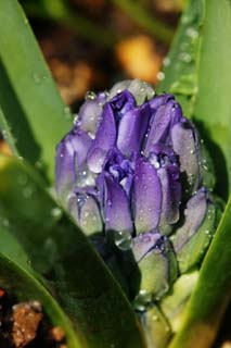 fotografia, materiale, libero il panorama, dipinga, fotografia di scorta,Un grumo di primavera, Blu, giacinto, , gemma