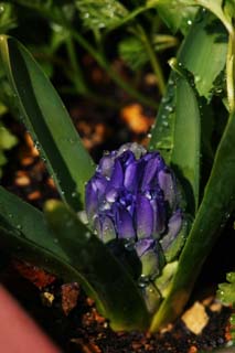 , , , , ,  ., ., , hyacinth, , 