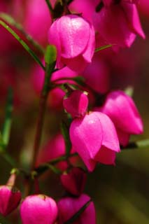 fotografia, material, livra, ajardine, imagine, proveja fotografia,Um flsculo rosa, Eu sou profundamente vermelho, Rosa, broto, ptala