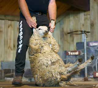 Foto, materieel, vrij, landschap, schilderstuk, bevoorraden foto,Schapen scheren, , , , 