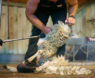 photo,material,free,landscape,picture,stock photo,Creative Commons,Sheep shearing, , , , 