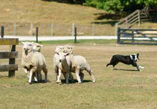 Foto, materieel, vrij, landschap, schilderstuk, bevoorraden foto,Schapen honden bij schapen, , , , 