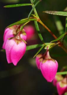 Foto, materiell, befreit, Landschaft, Bild, hat Foto auf Lager,Ein rosa Blmchen, Ich bin tief rot, Rosa, Knospe, Bltenblatt