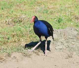 Foto, materieel, vrij, landschap, schilderstuk, bevoorraden foto,Vogel, , , , 