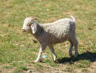 fotografia, materiale, libero il panorama, dipinga, fotografia di scorta,Agnello, , , , 