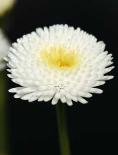 photo, la matire, libre, amnage, dcrivez, photo de la rserve,En haut de Daisy, Blanc, Daisy, fleur, ptale