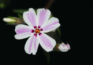 Foto, materiell, befreit, Landschaft, Bild, hat Foto auf Lager,Ein weies Rouge erdete Rosa, Wei, Ich bin tief rot, Blume, erden Sie Rosa