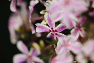 fotografia, materiale, libero il panorama, dipinga, fotografia di scorta,Un bianco imbelletta garofano macinato, Bianco, Io sono profondo rosso, fiore, garofano macinato