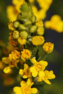 Foto, materieel, vrij, landschap, schilderstuk, bevoorraden foto,Een gele bloem, Geel, Bloem, Knop, Kroonblad